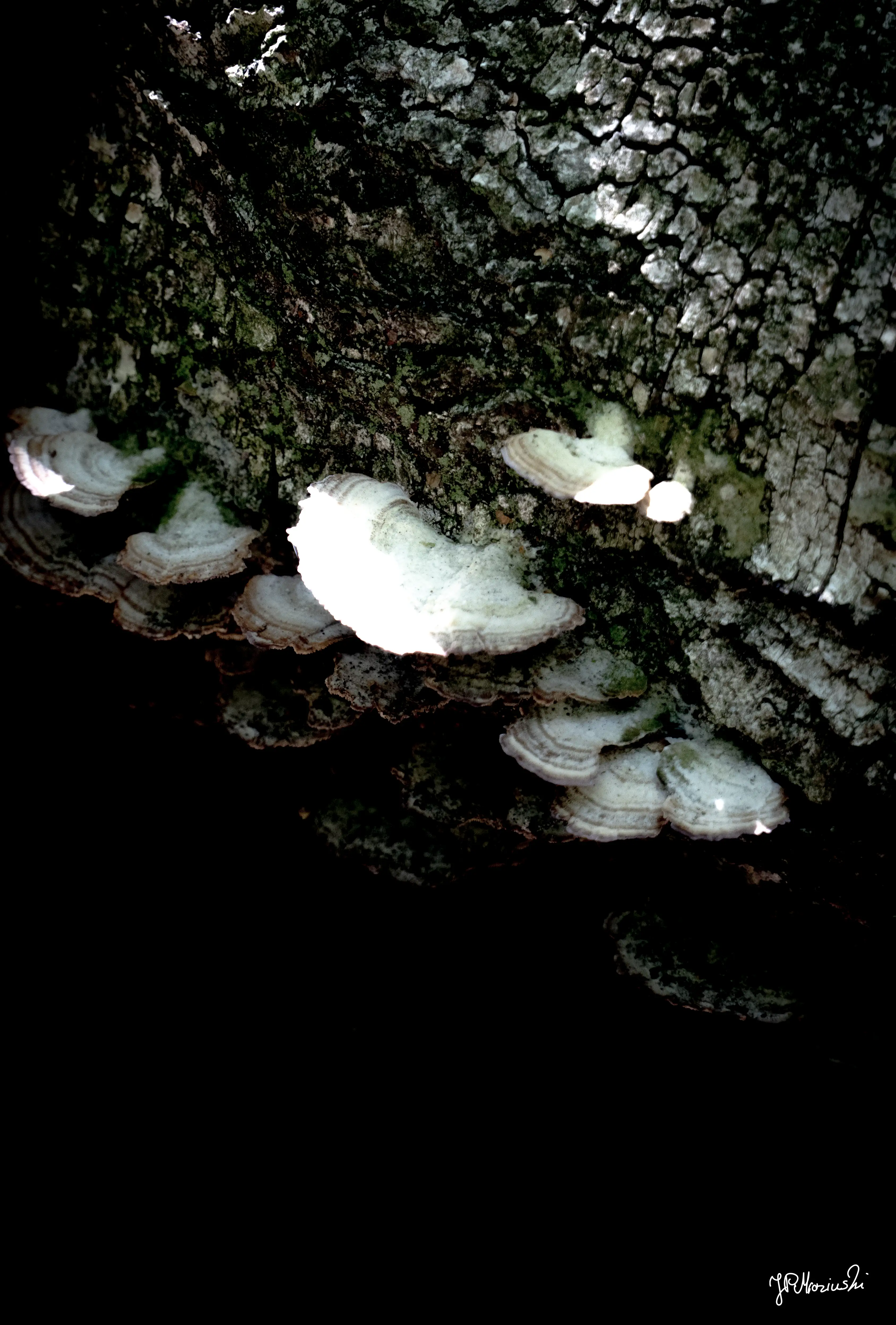 Pale Communion