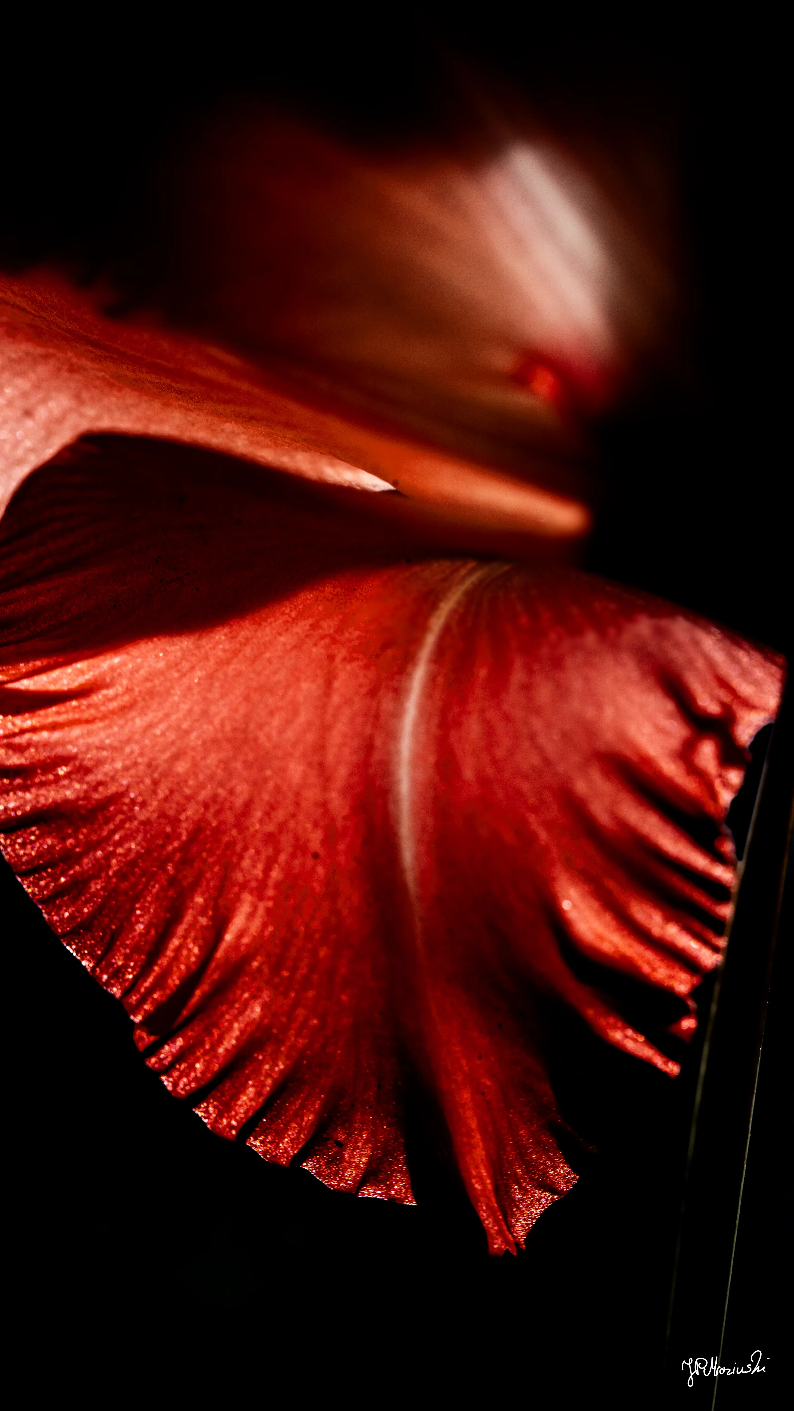 Crimson Veil